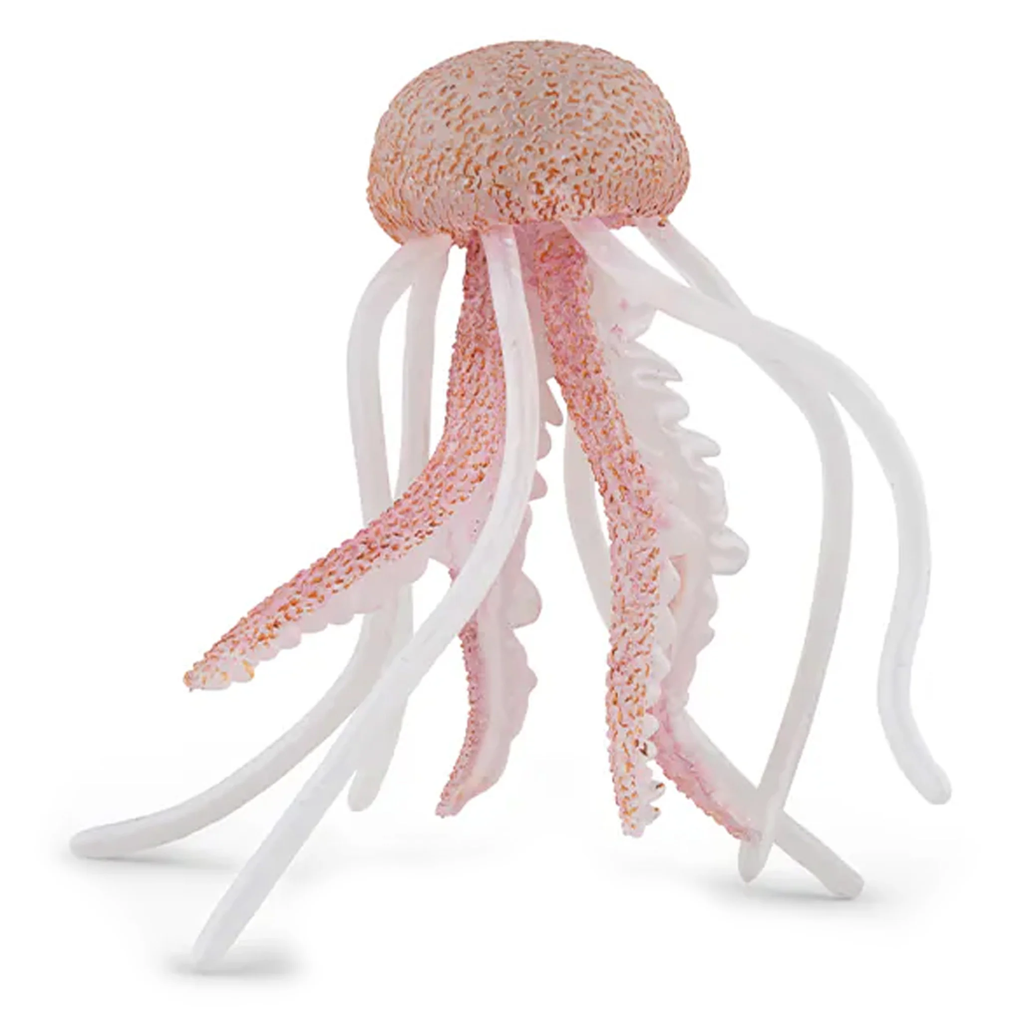 Octopus & Squid